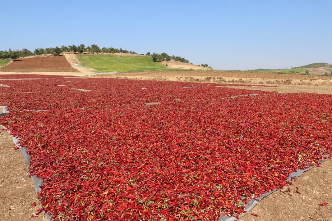 Kilis'te hasadın yarısı fabrikaya yarısı güneş altına yollanıyor 1